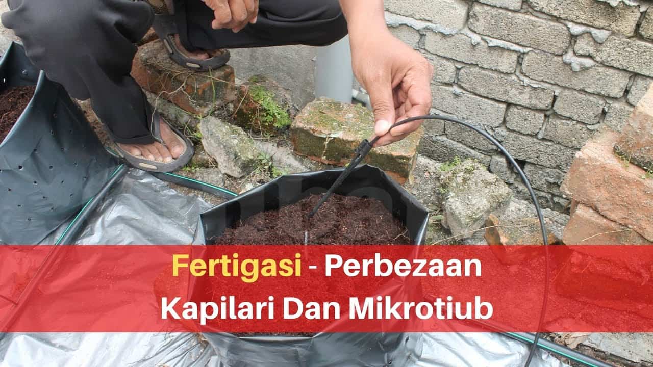 Beza Kapilari Dan Mikrotiub Dalam Sistem Fertigasi - Blog ...